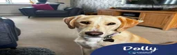 Mixed Breed dogs for adoption: Meet Dolly, currently residing in Warwickshire  in Rugby - Advert 1