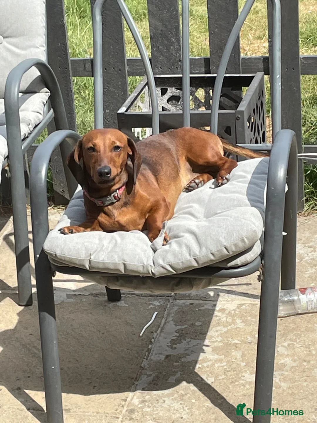Dachshund dogs for sale: Dachsund/mini Dax mix boy - Advert 6