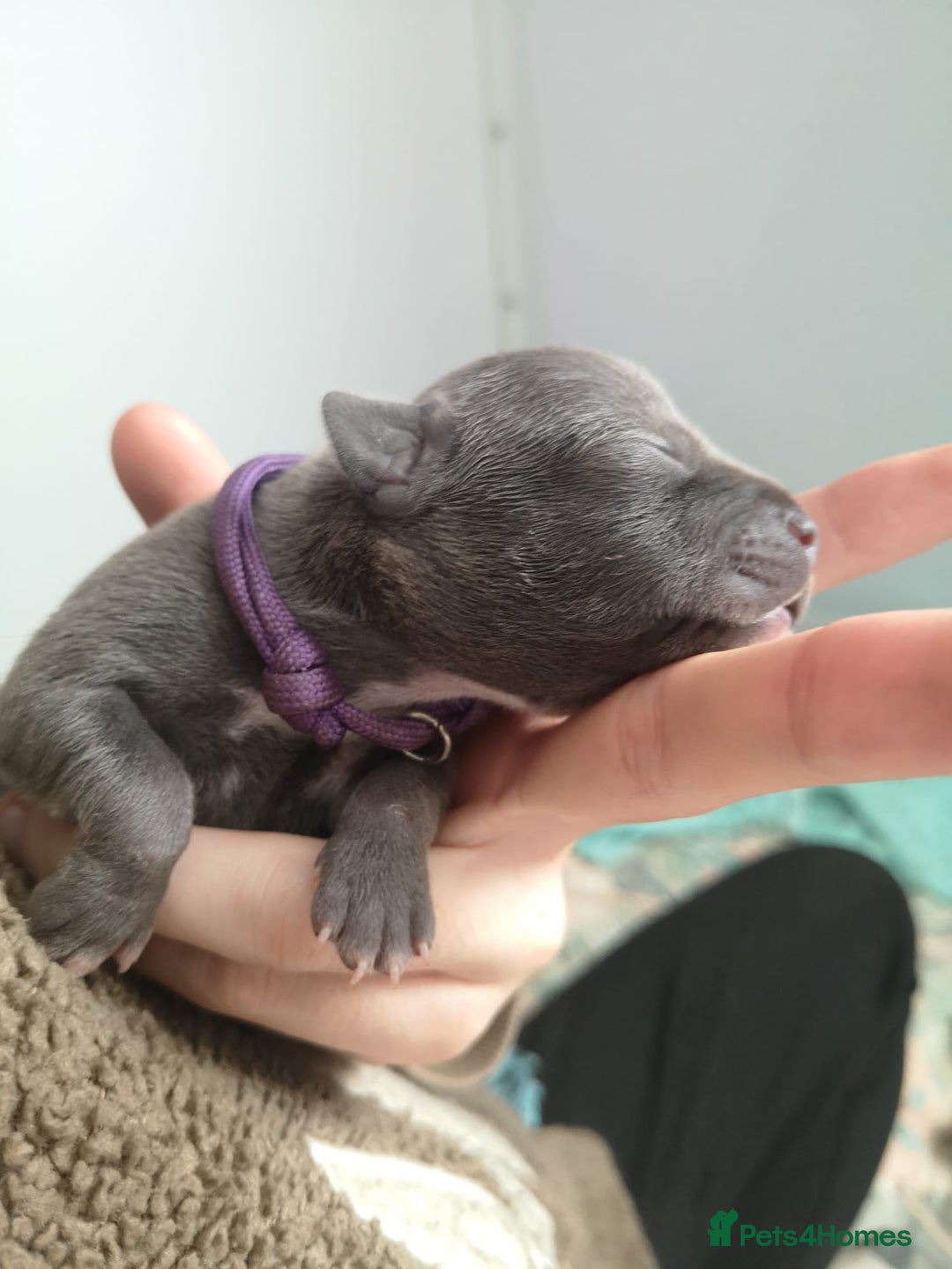 Staffordshire Bull Terrier dogs for sale: For Sale Blue Staffies/ Blue Staffordshire  - Image 20