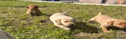 Labrador Retriever dogs for sale: Beautiful Litter of Labrador Puppies - Advert 18
