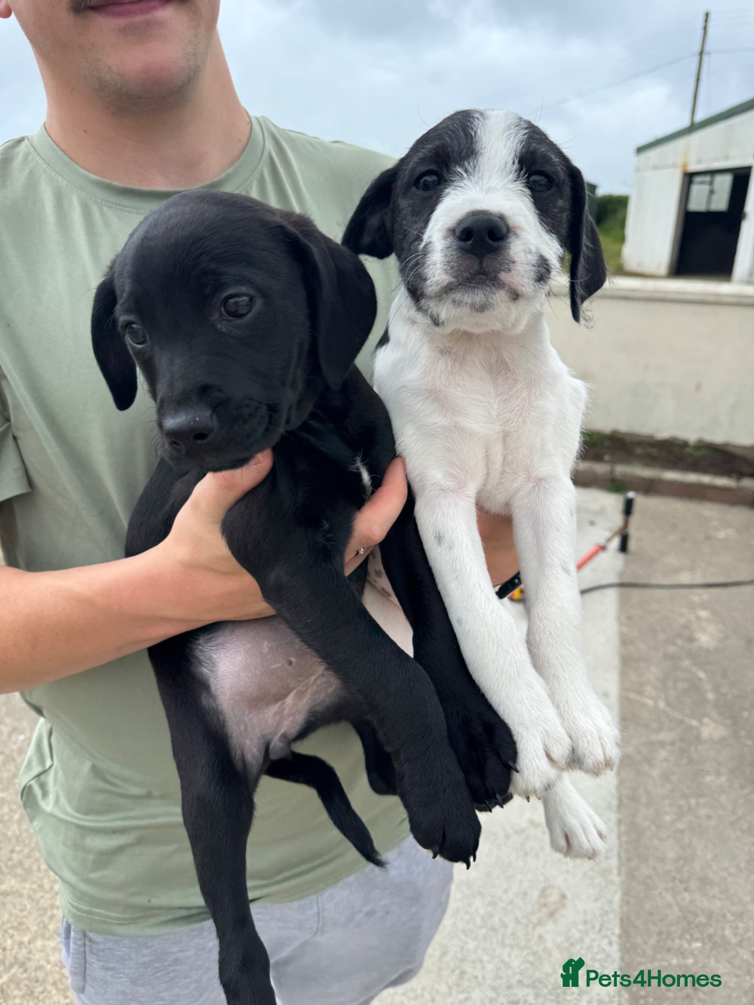 Mixed Breed dogs 2 pups left! Labrador X Whippet Lurcher Puppies 🐶 - Advert 1