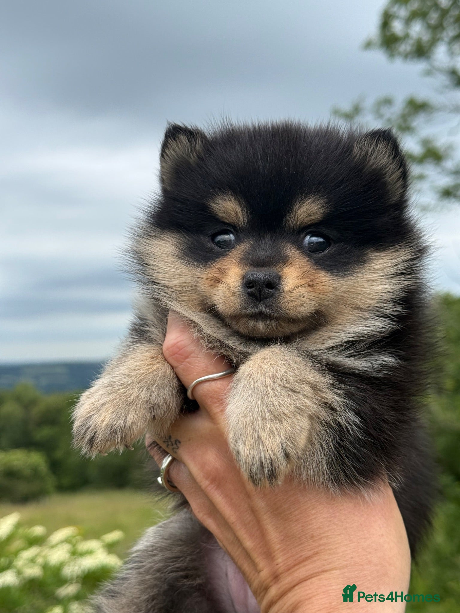Pomsky dogs Stunning F1B Pomsky Girls - Advert 2