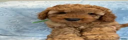 Toy Poodle dogs for sale: Beautiful health tested toy poodles  - Advert 11