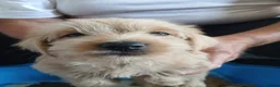 Jackapoo dogs for sale: Cockapoo puppy in Witney - Advert 36