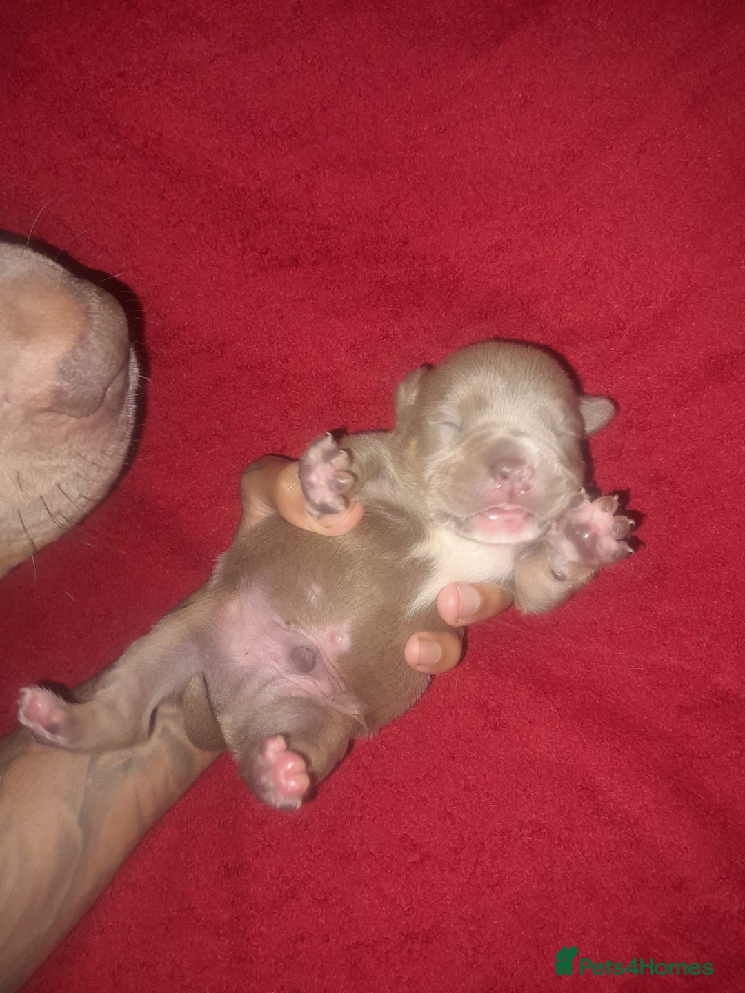 American Bully dogs for sale: American POCKET Bully - Advert 15