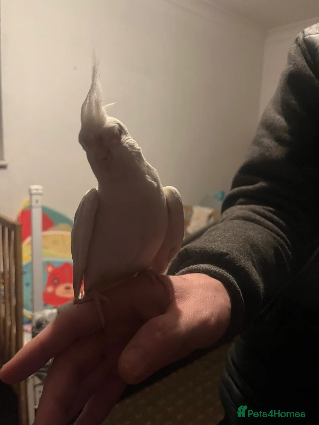 Cockatiels birds for sale: Hand tame cockatiels  - Advert 27