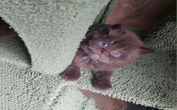 British Longhair cats for sale: Purebred Chocolate British longhair  kittens  - Image 17
