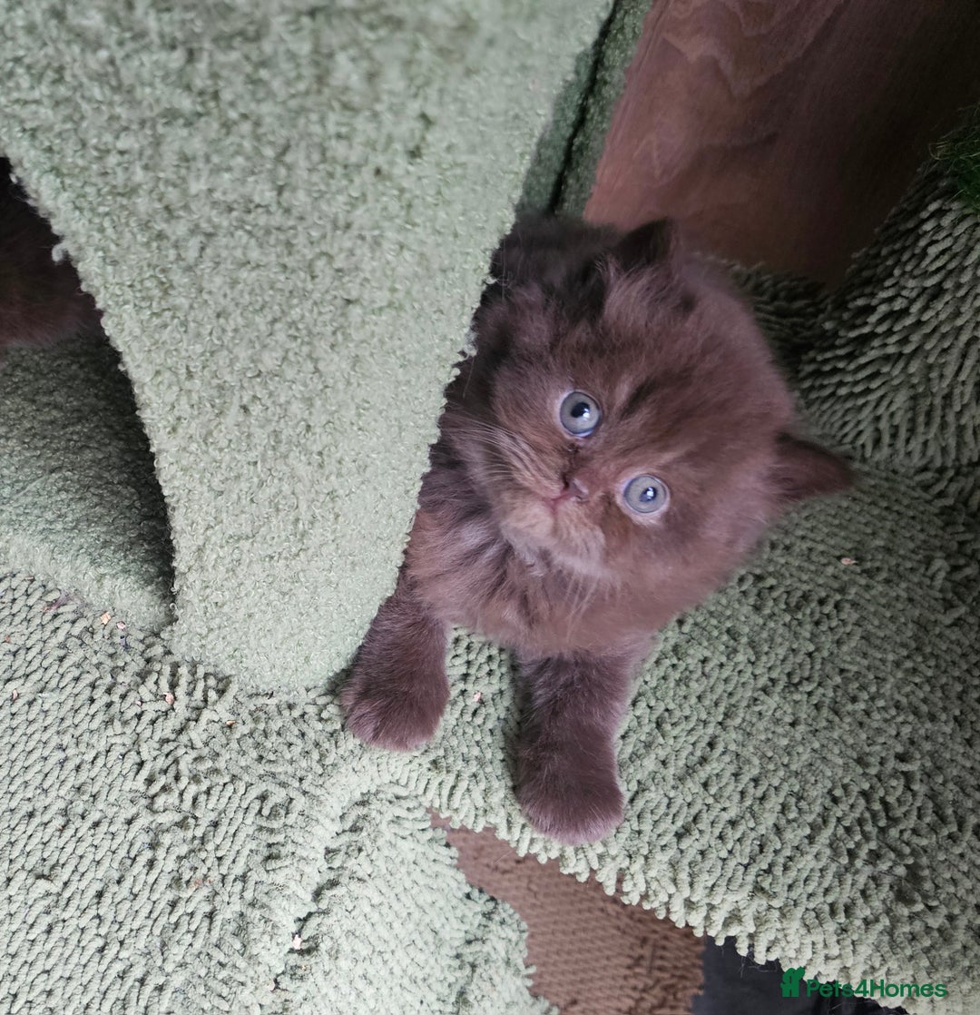 British Longhair cats for sale: Purebred Chocolate British longhair  kittens  - Image 17