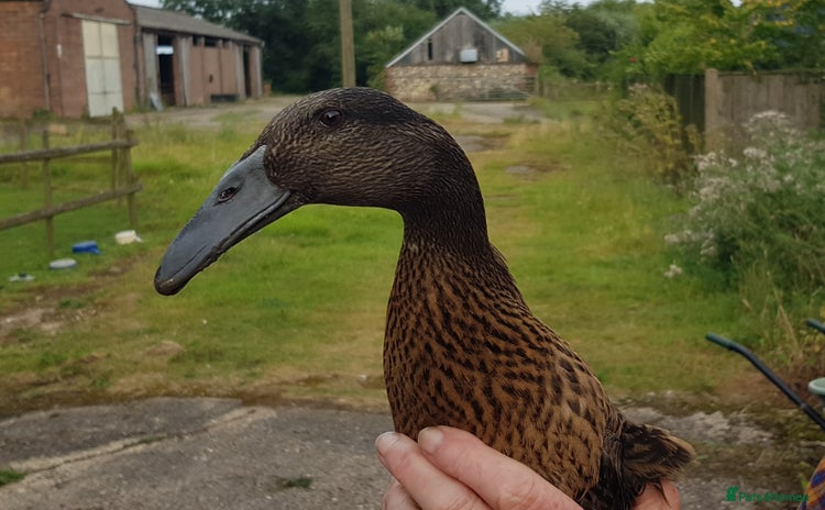 Ducks poultry - Advert 14