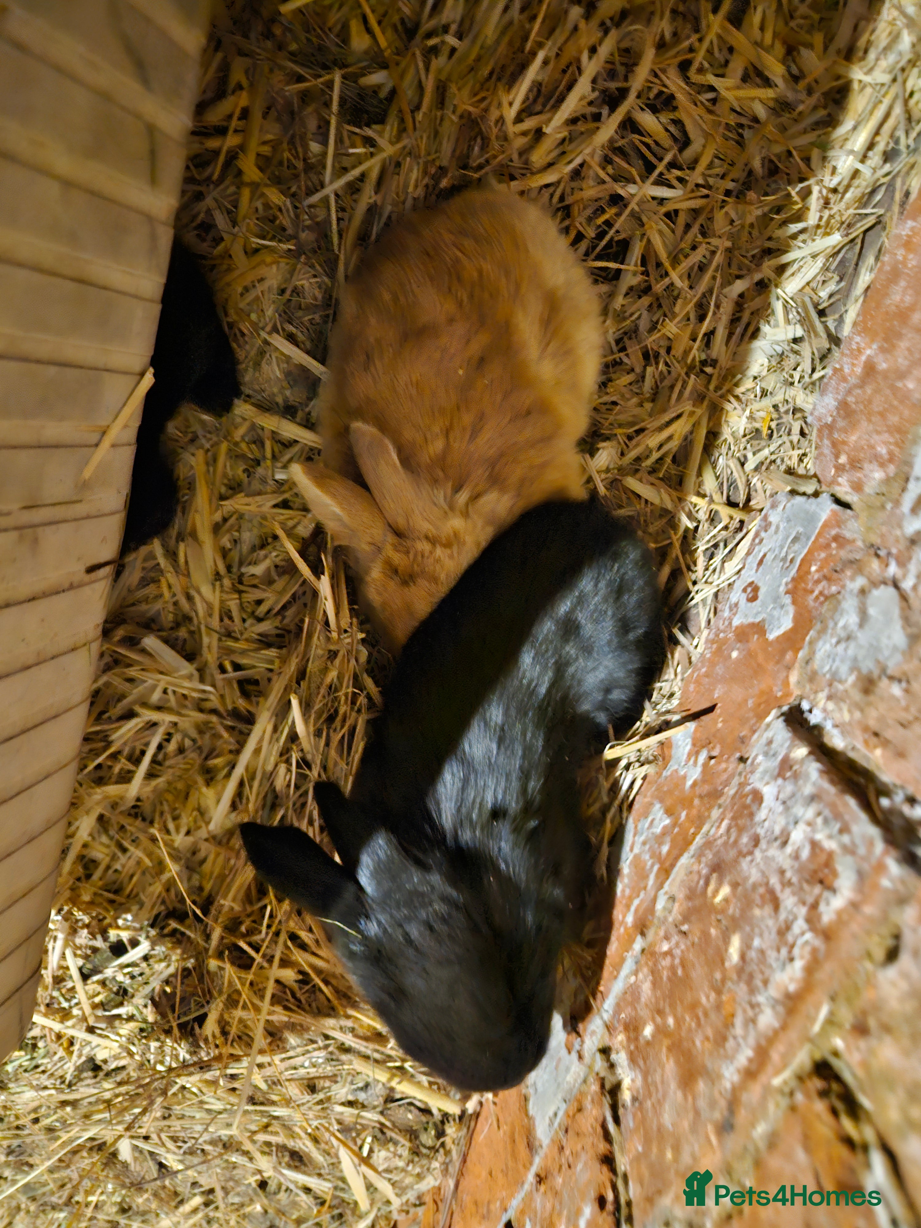 Continental Giant rabbits Continental giant babies  - Advert 1