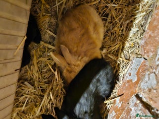 Continental Giant rabbits Continental giant babies - Advert 1