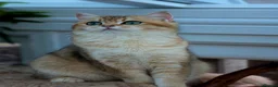British Shorthair cats for sale: British Shorthair Kittens in Bedford - Advert 2