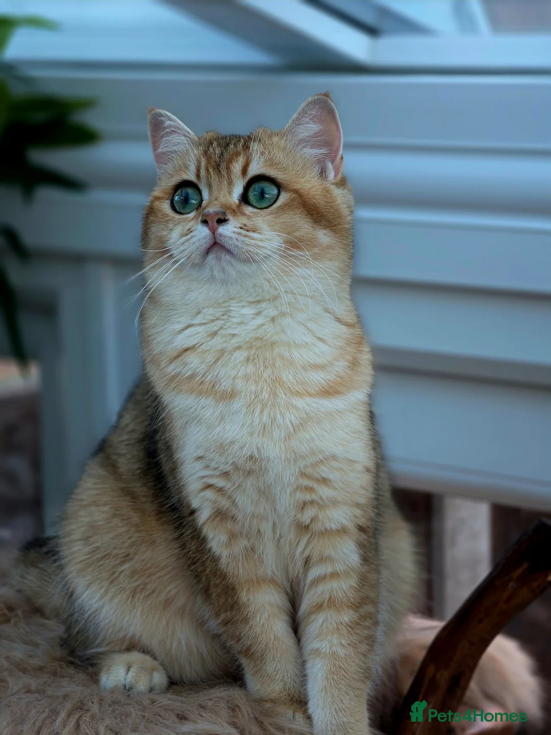 British Shorthair cats for sale: British Shorthair Kittens in Bedford - Advert 2