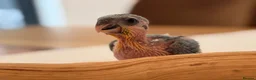 Parrots birds for sale: Silly Tame Pallid Black Headed Caique - Advert 5