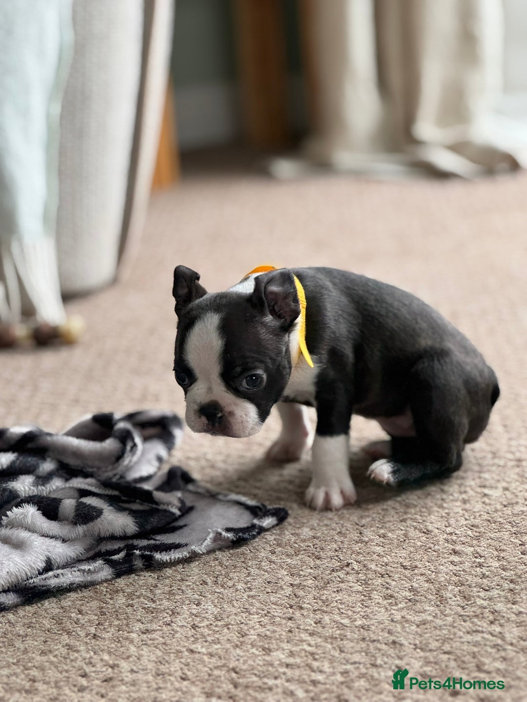 Boston Terrier dogs for sale: Gorgeous KC Boston Terrier Pups for Loving Homes - Image 23