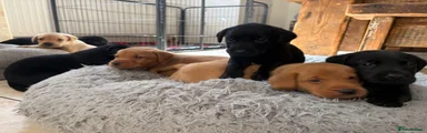 Labrador Retriever 10