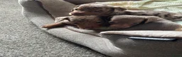 Dachshund dogs for sale: Miniature dachshund  - Advert 4