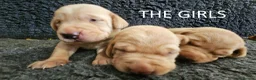 Labrador Retriever dogs for sale: Stunning Red Fox Labs-Health checked, KC Reg, FTCH - Advert 3