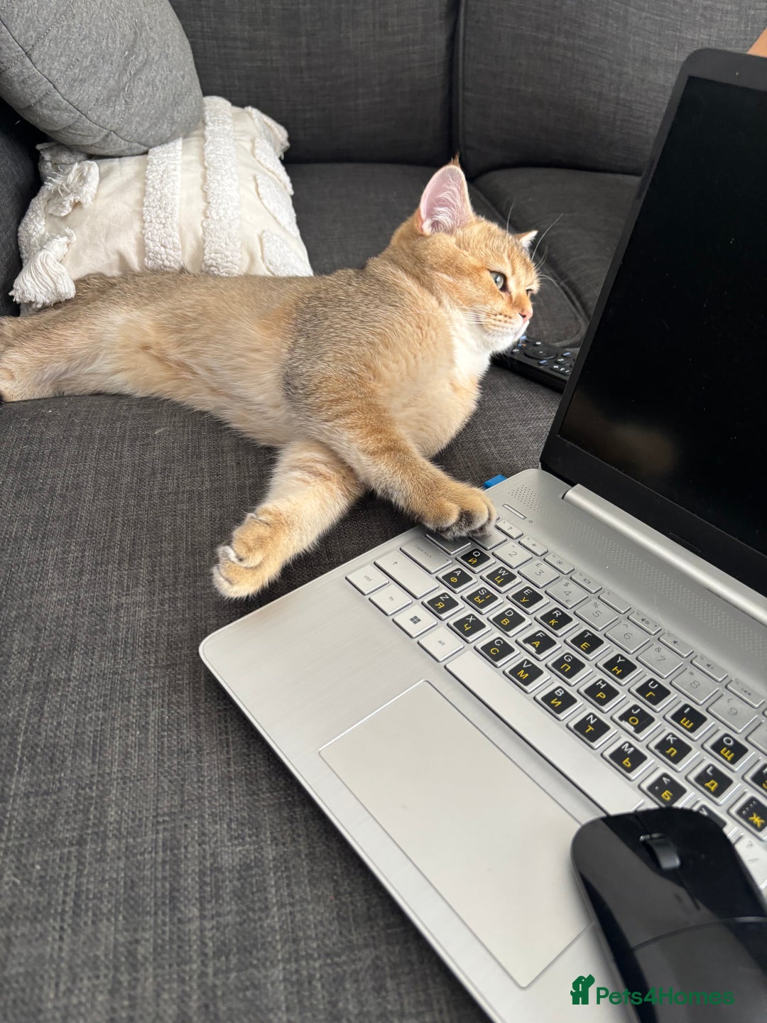 British Shorthair cats for sale: British shorthair Golden  Boy - Image 9