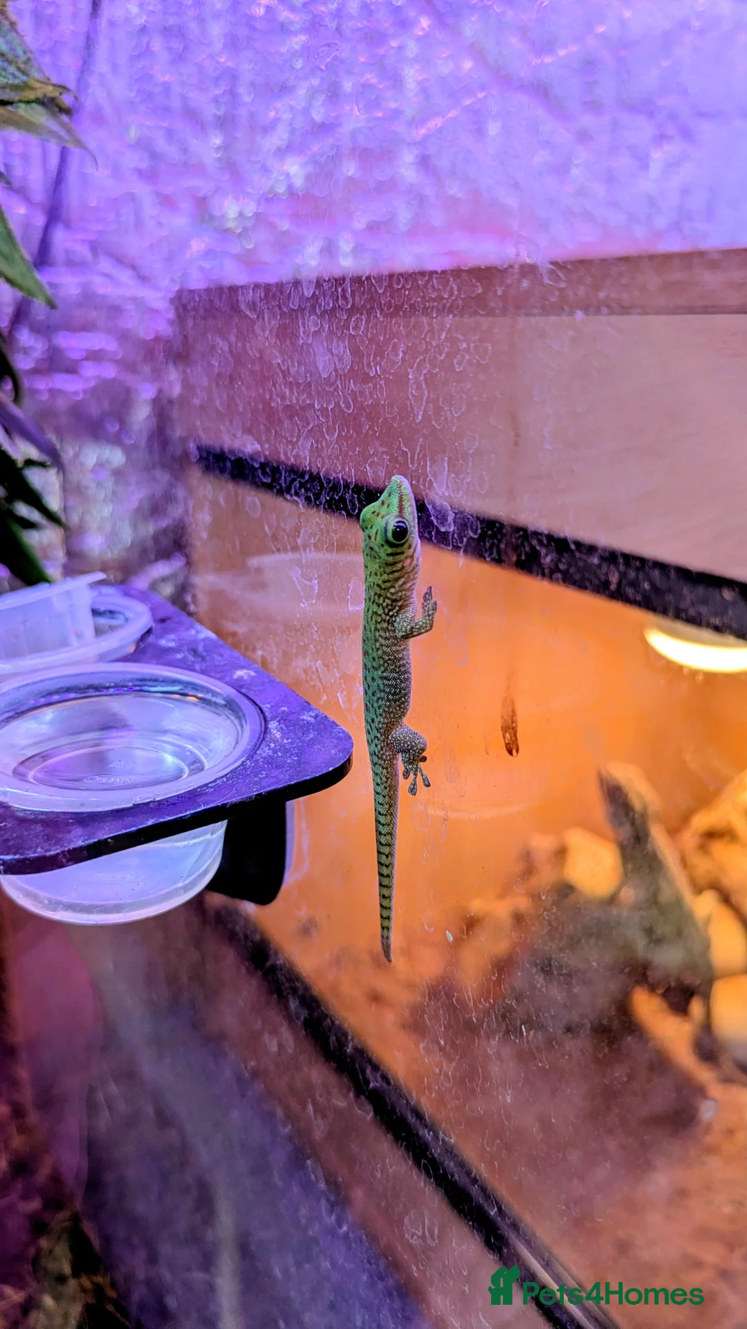 Gecko reptiles for sale: Baby Day Geckos 4 months old  - Advert 1