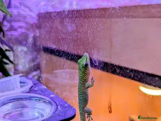 Gecko reptiles Baby Day Geckos 4 months old - Advert 2