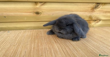 Mini Lop rabbits - Advert 12
