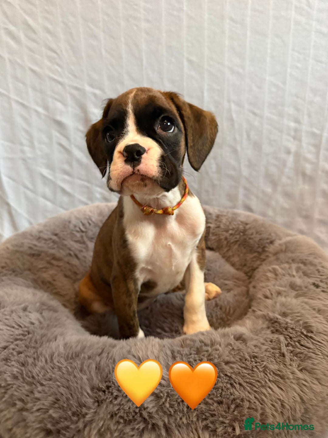 Boxer dogs for sale: 5 KC Reg Brindle Boxer Puppies. - Advert 9