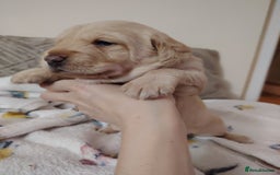 Labradoodle dogs for sale: F1 labradoodles ready 18th december - Image 6