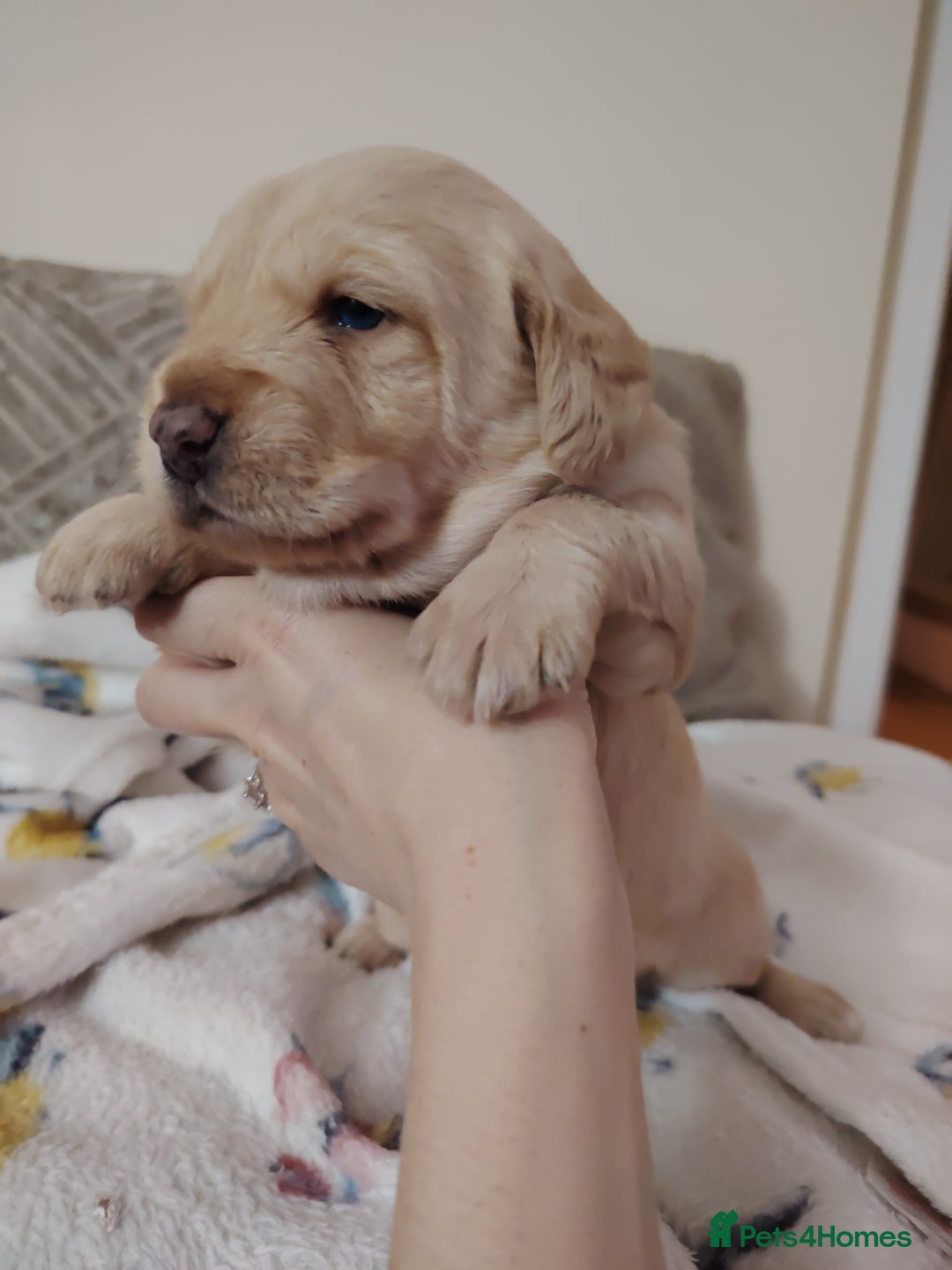 Labradoodle dogs for sale: F1 labradoodles ready 18th december - Image 6