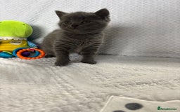 British Shorthair cats for sale: Beautiful British shorthair x kittens - Image 7
