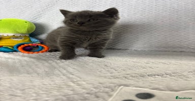 British Shorthair cats - Advert 11