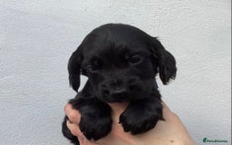 Cocker Spaniel dogs for sale: Cocker Spaniels, KC reg, Health Tested parents  - Image 1