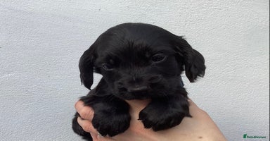 Cocker Spaniel dogs - Advert 5