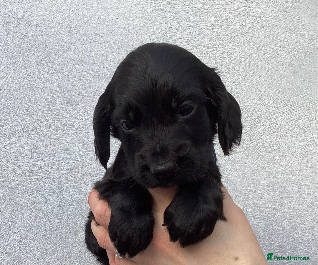Cocker Spaniel dogs for sale: Cocker Spaniels, KC reg, Health Tested parents  - Image 1