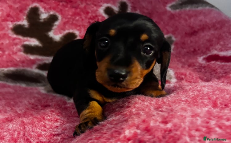 Miniature Dachshund dogs - Advert 7