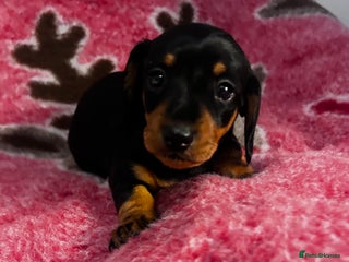 Miniature Dachshund dogs - Advert 15