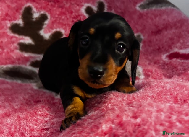 Miniature Dachshund dogs - Advert 7