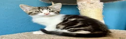 Mixed Breed cats for sale: Gorgeous tabby and white female Kitten - Elsie - Advert 7