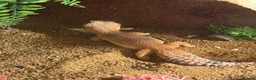 Mixed Breed reptiles for sale: Reptile bundle for sale - Advert 13