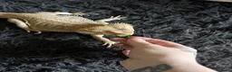Bearded Dragon reptiles for sale: Bearded dragon  in Chesterfield - Advert 2