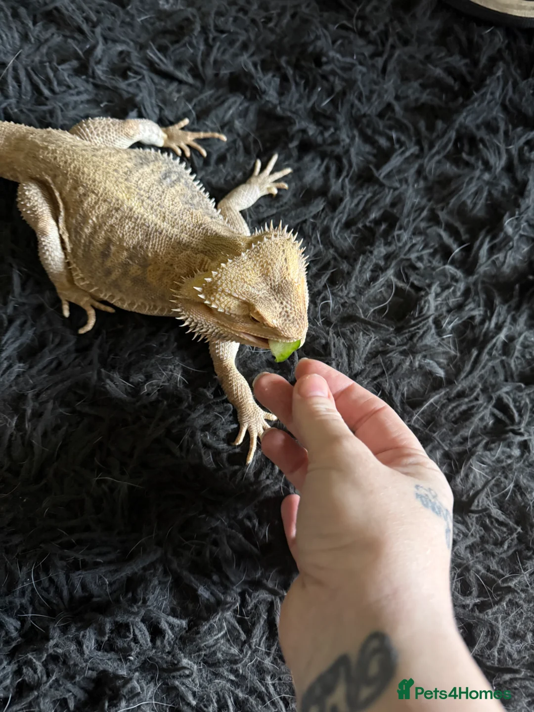 Bearded Dragon reptiles for sale: Bearded dragon  in Chesterfield - Advert 2