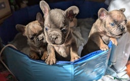 French Bulldog dogs for sale: Reduced! French bulldog male puppy  - Image 17