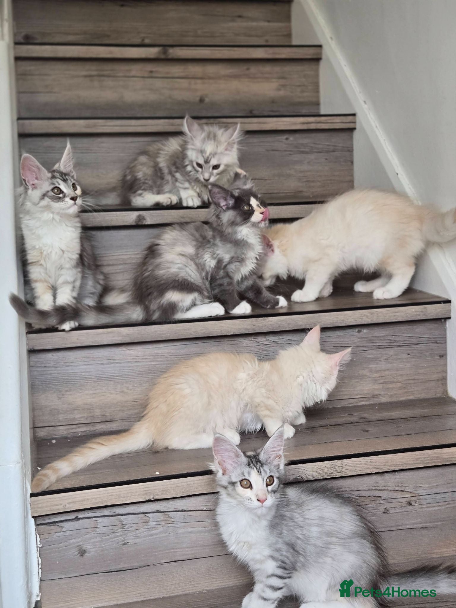 Maine Coon cats Ready now TICA registered Maine Coon kitten's - Advert 1
