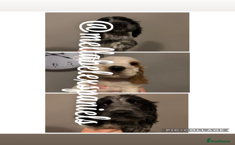 Cocker Spaniel dogs - Advert 12