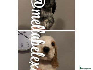 Cocker Spaniel dogs - Advert 17