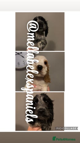 Cocker Spaniel dogs - Advert 1