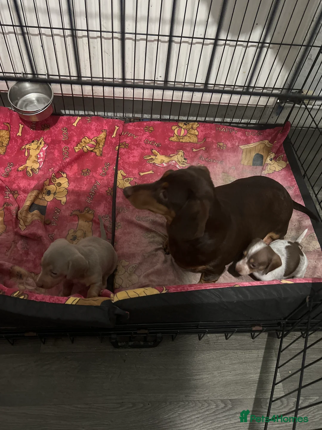 Miniature Dachshund dogs for sale: Miniature dachshund girls - Advert 5