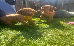 Hungarian Vizsla dogs for sale: Fantastic KC Hungarian Vizsla Puppies! in Rugby - Image 17