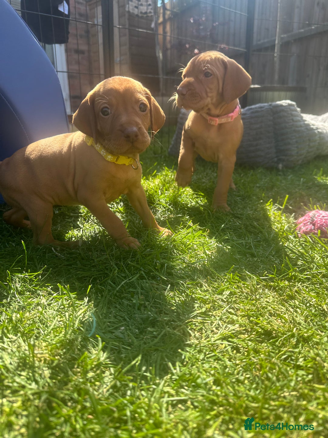 Hungarian Vizsla dogs for sale: Fantastic KC Hungarian Vizsla Puppies! in Rugby - Image 17