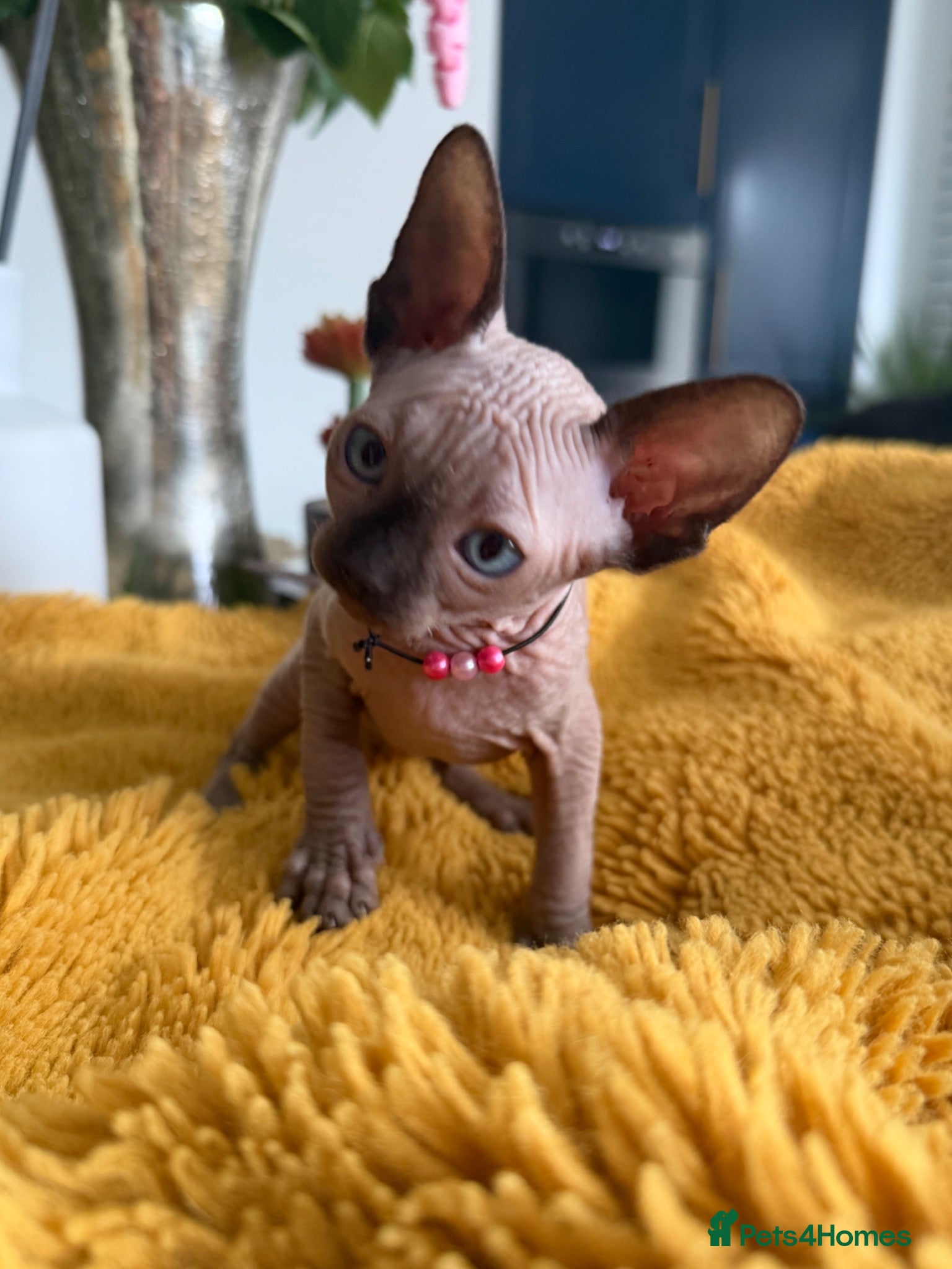 Sphynx cats 2 stunning kittens available! - Advert 4